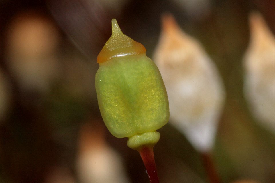 Polytrichum juniperinum