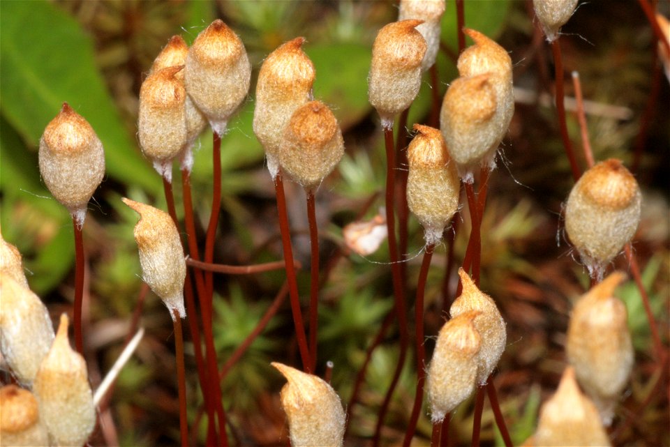 Polytrichum juniperinum