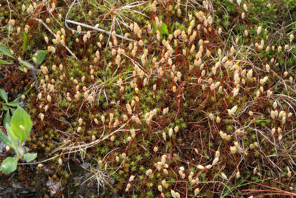 Polytrichum juniperinum