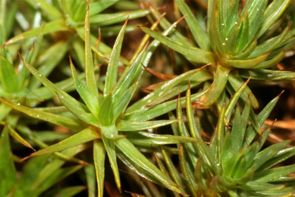 Polytrichum juniperinum