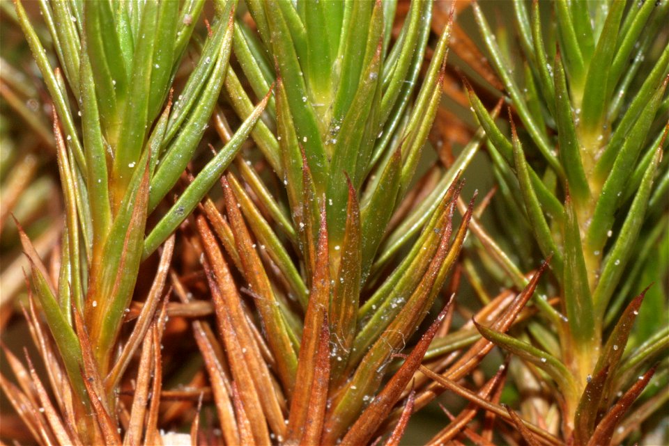 Polytrichum juniperinum