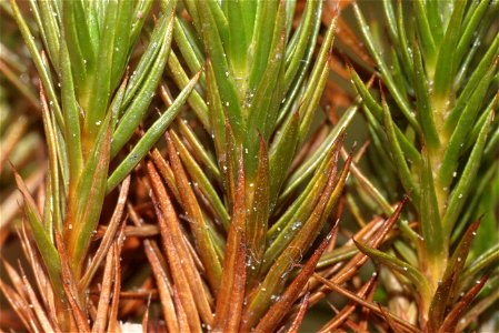 Polytrichum juniperinum