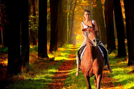 Animals nature foal