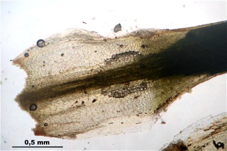 Polytrichum juniperinum