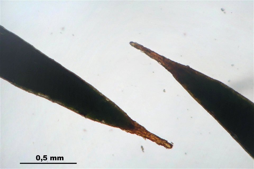 Polytrichum juniperinum