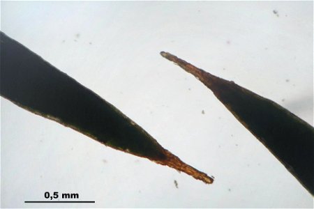 Polytrichum juniperinum