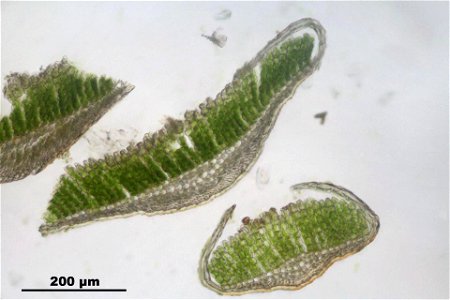 Polytrichum juniperinum