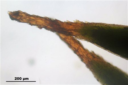 Polytrichum juniperinum