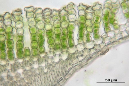Polytrichum juniperinum