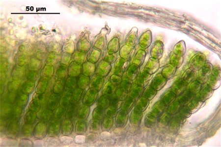 Polytrichum juniperinum