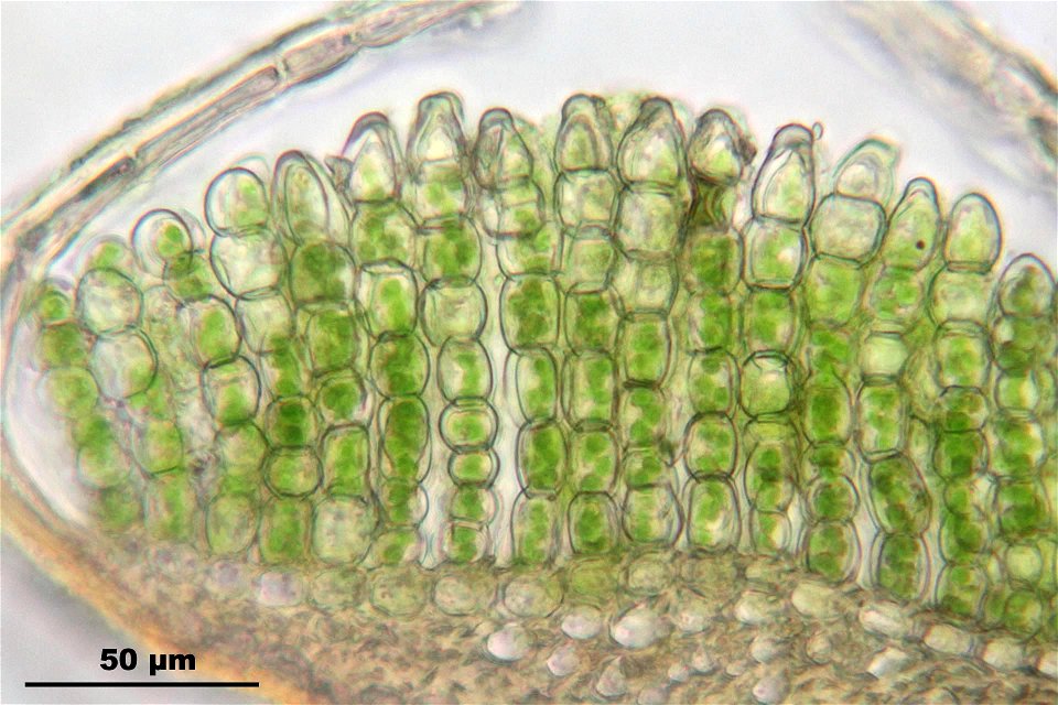 Polytrichum juniperinum