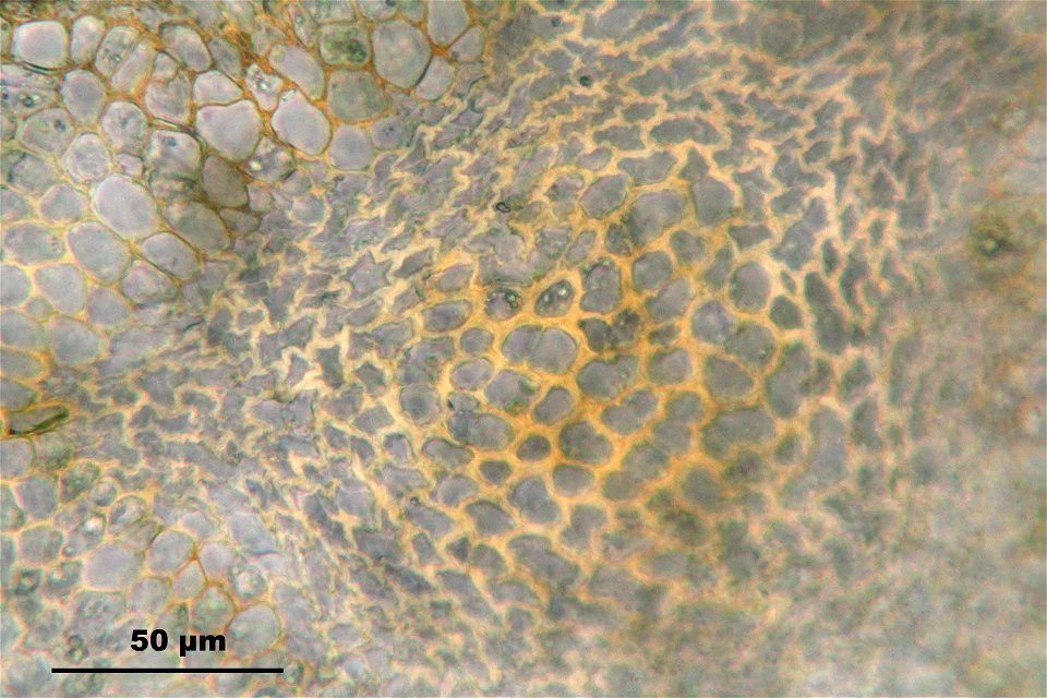 Polytrichum juniperinum