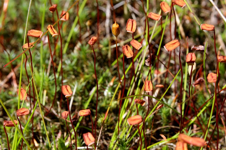 Polytrichum juniperinum