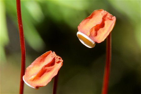 Polytrichum juniperinum