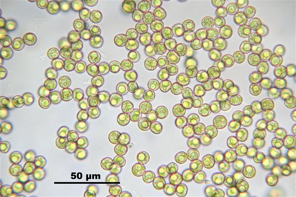 Polytrichum juniperinum
