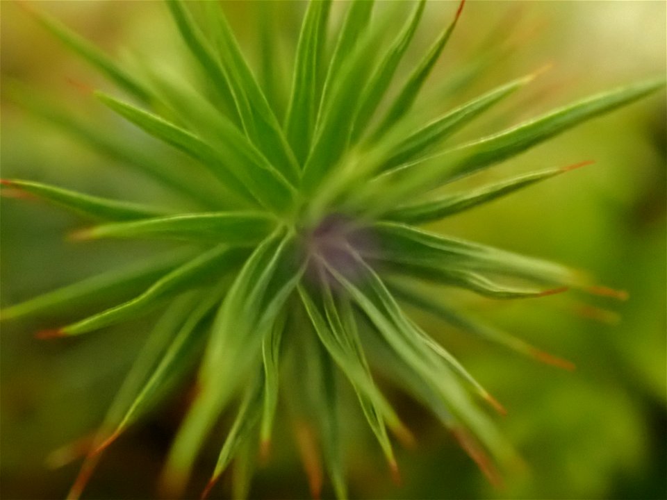 juniper haircap moss (Polytrichum juniperinum)