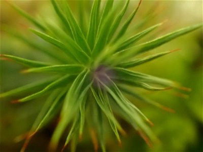 juniper haircap moss (Polytrichum juniperinum)