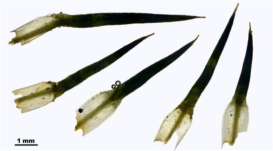 Polytrichum juniperinum
