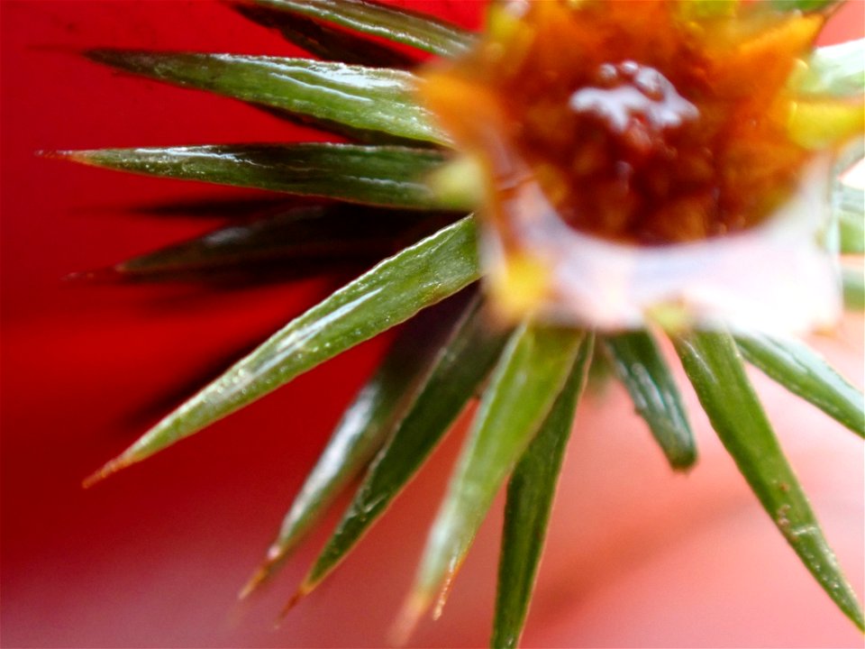 juniper haircap moss (Polytrichum juniperinum)