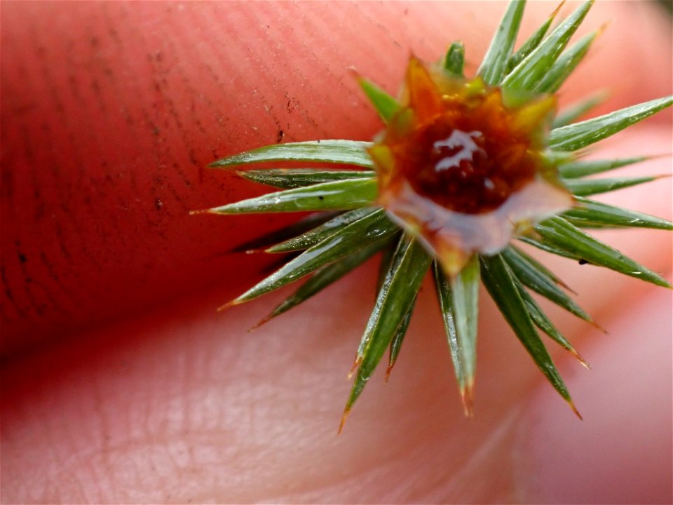 juniper haircap moss (Polytrichum juniperinum)