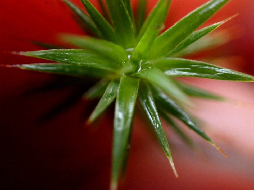 juniper haircap moss (Polytrichum juniperinum)