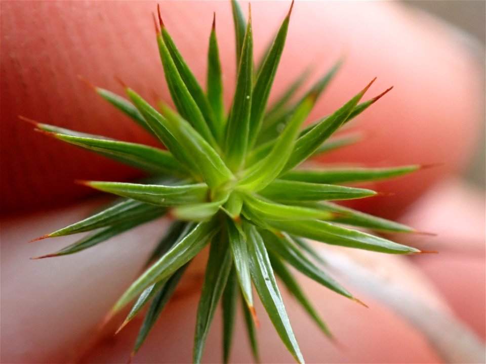 juniper haircap moss (Polytrichum juniperinum)