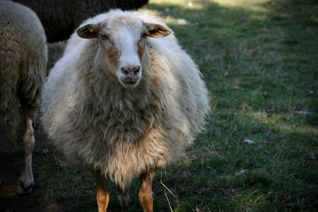 Herd animal sheep's wool sheep face photo