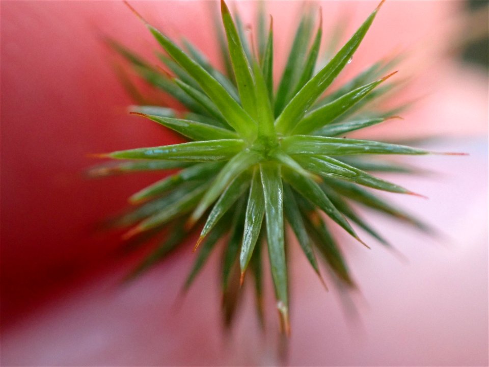 juniper haircap moss (Polytrichum juniperinum)
