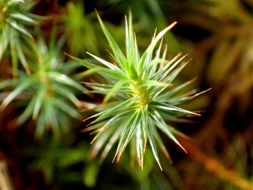 juniper haircap moss (Polytrichum juniperinum)