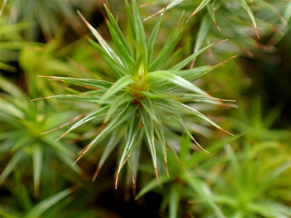 juniper haircap moss (Polytrichum juniperinum)