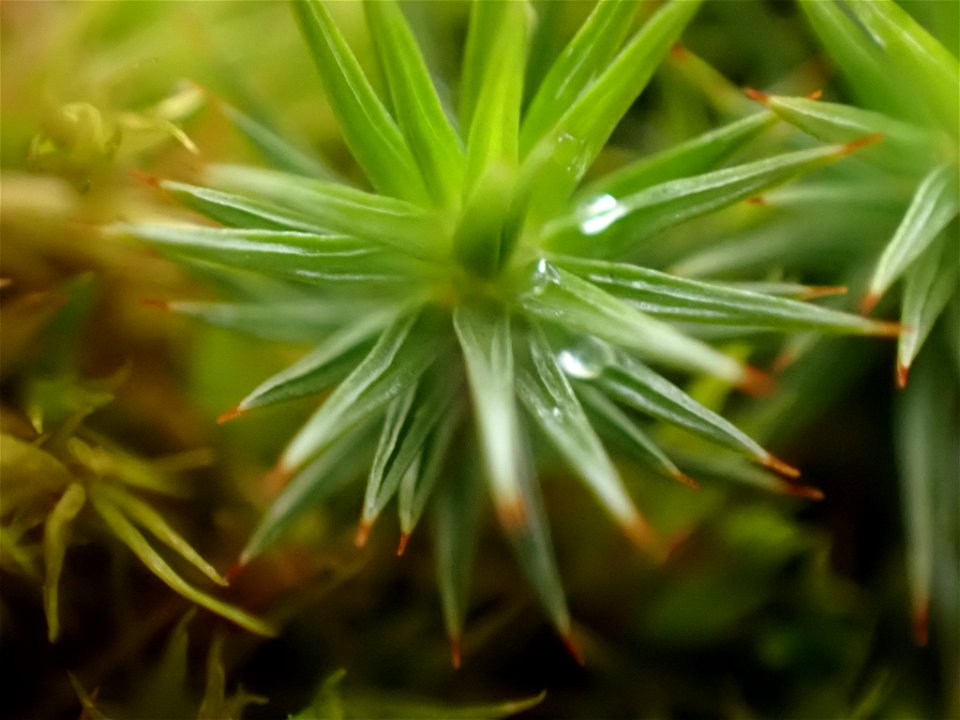 juniper haircap moss (Polytrichum juniperinum)