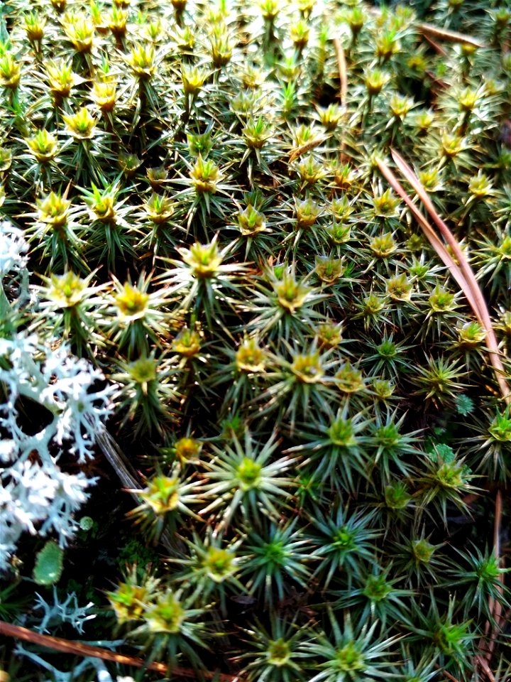 juniper haircap moss (Polytrichum juniperinum)