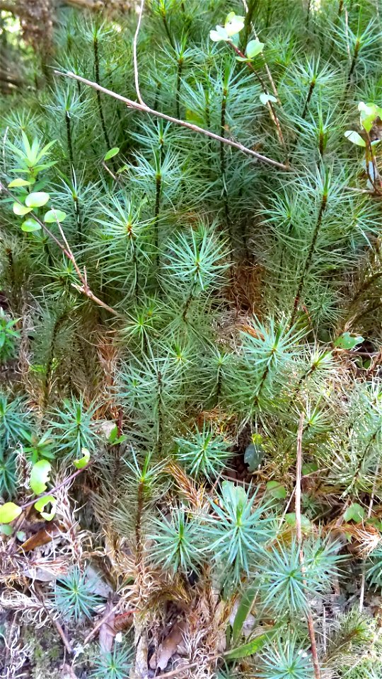 giant moss (Dawsonia superba)