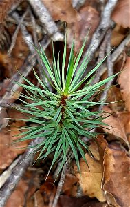 giant moss (Dawsonia superba)