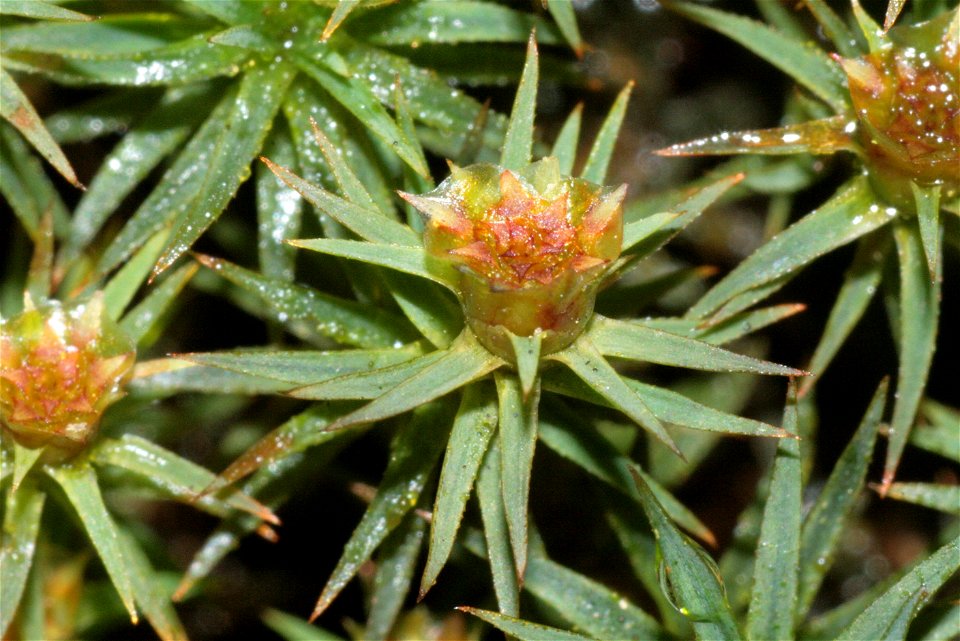 Pogonatum urnigerum