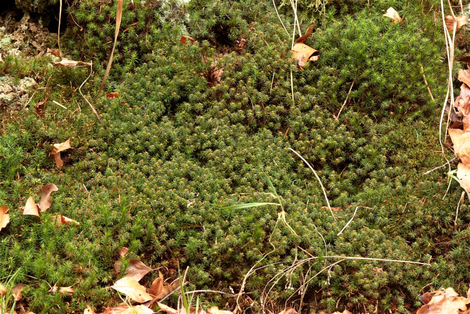 Pogonatum urnigerum
