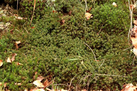 Pogonatum urnigerum
