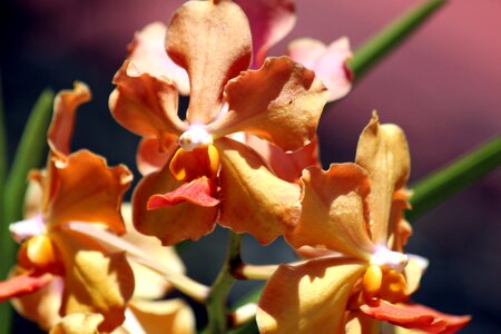 Nature bloom handsomely