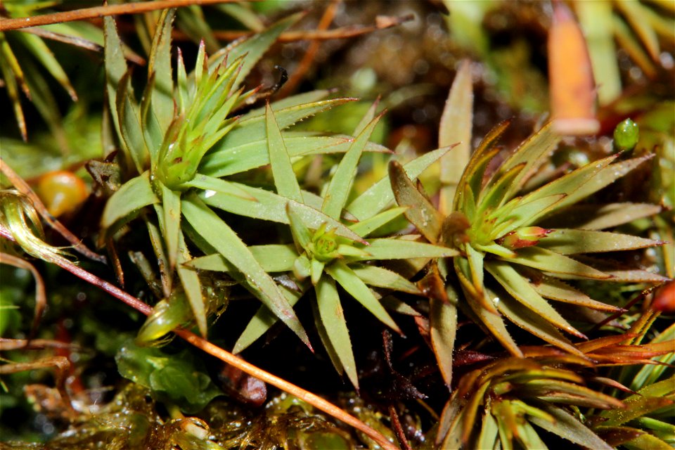 Pogonatum urnigerum