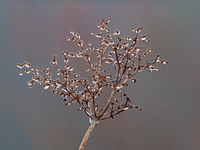 Frozen icy wintry