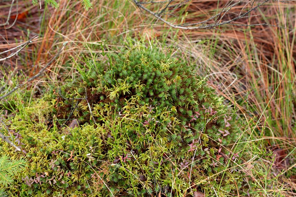 Polytrichum strictum