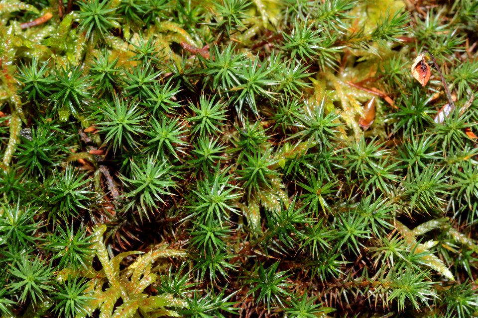 Polytrichum strictum