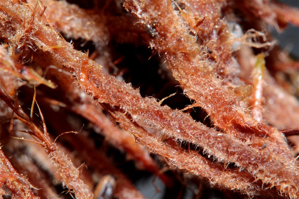 Polytrichum strictum