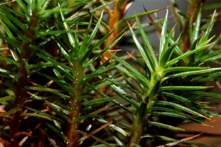 Polytrichum strictum