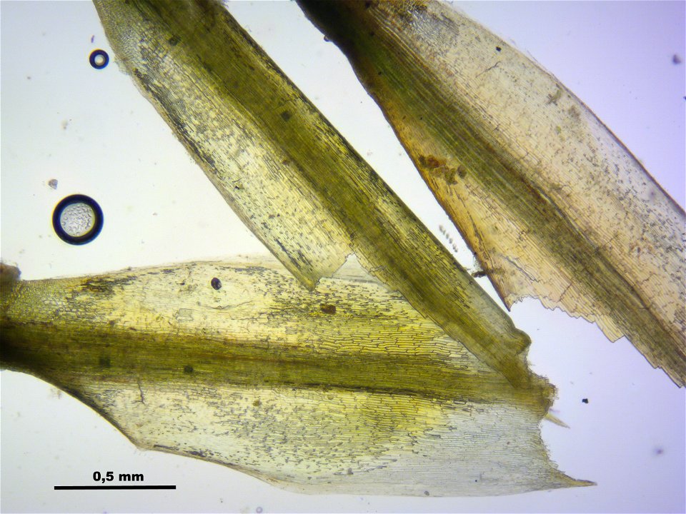 Polytrichum strictum