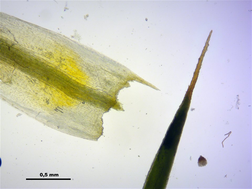 Polytrichum strictum