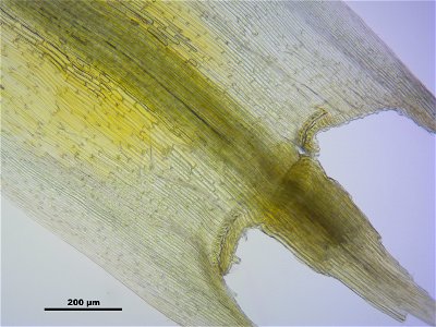 Polytrichum strictum