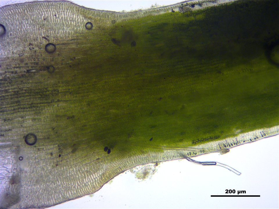 Polytrichum strictum