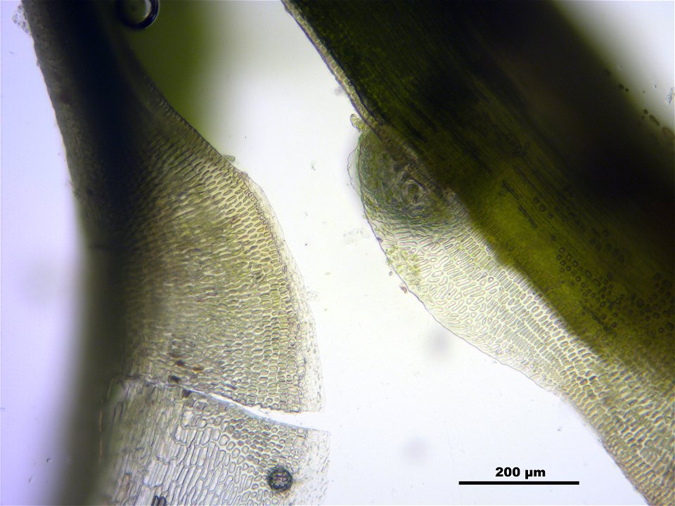 Polytrichum strictum
