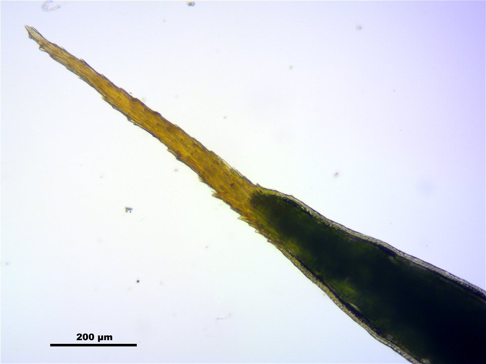 Polytrichum strictum